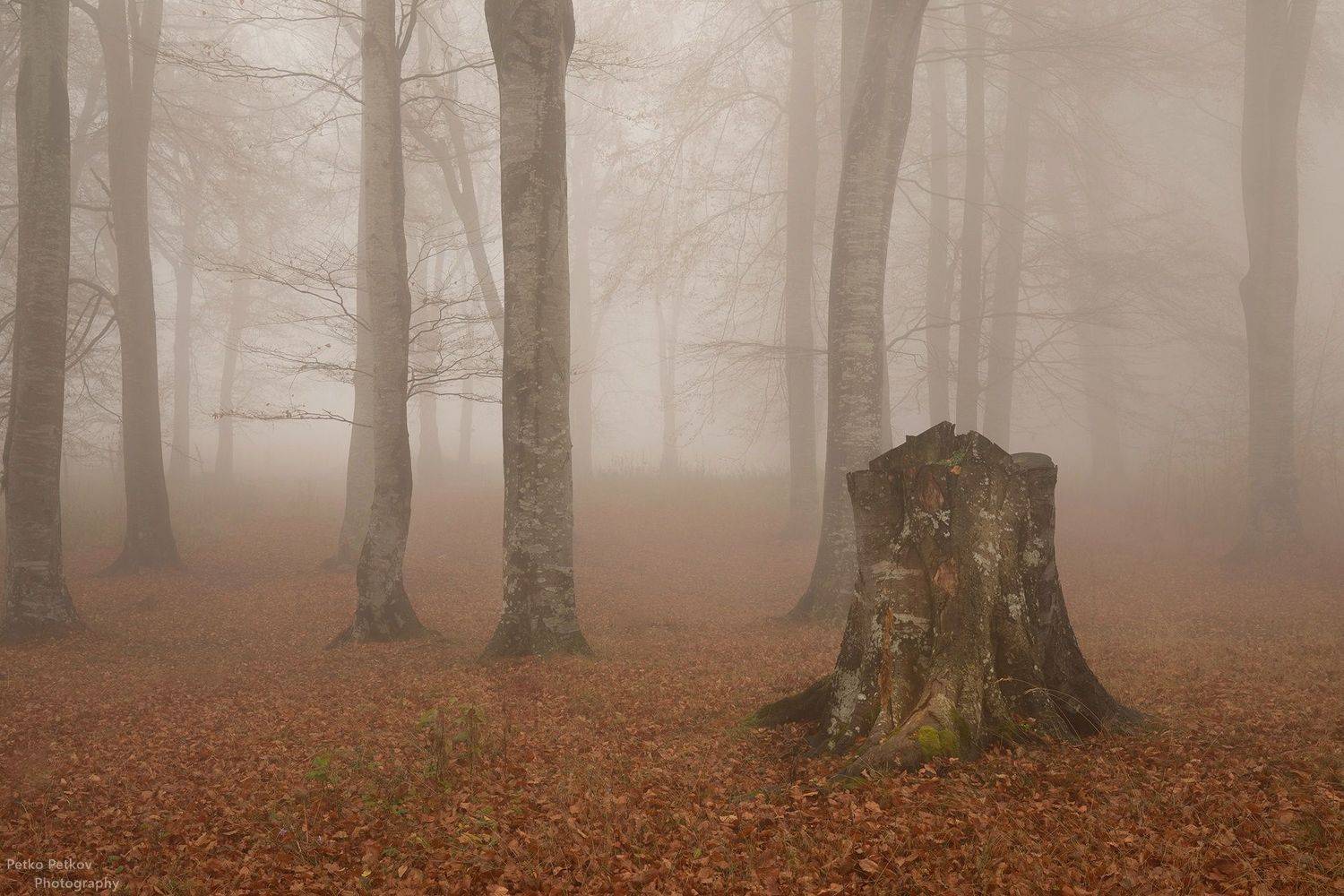 , Петко Петков