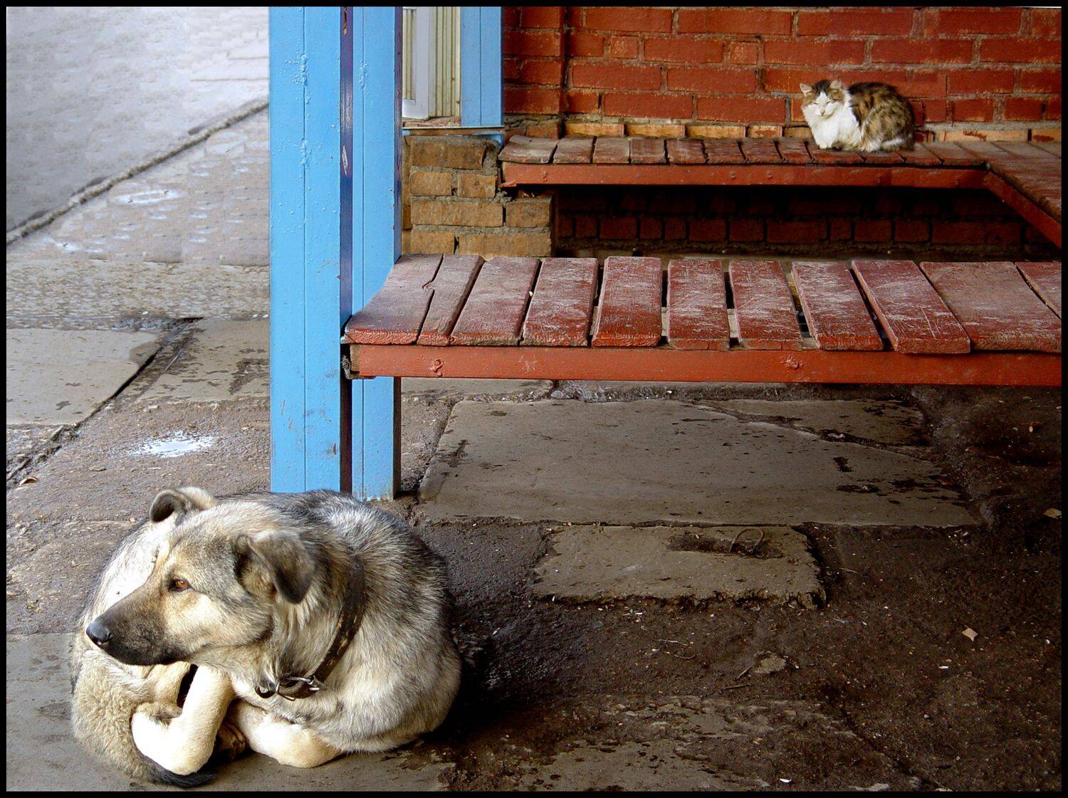 , Меднов Влад