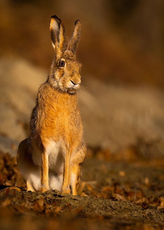 Hare фото превью