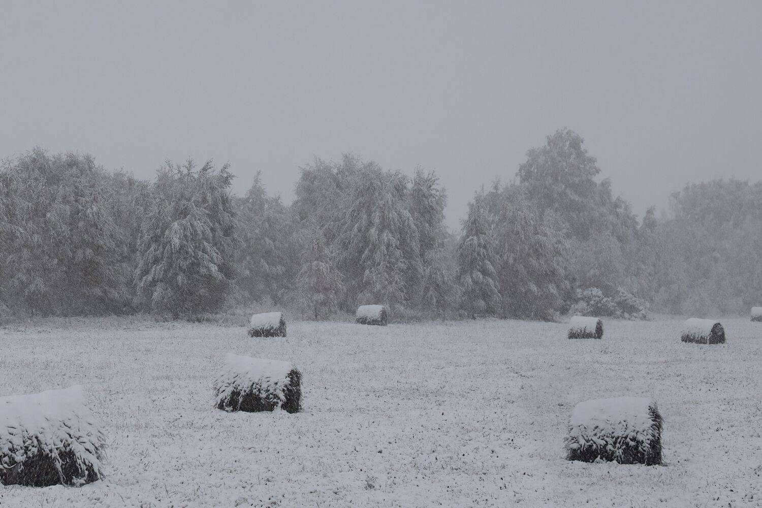 , Константин Буркин