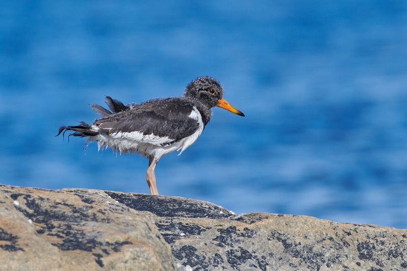 #bird #wildlife #nature #birdphotography Птенец кулика-сороки фото превью
