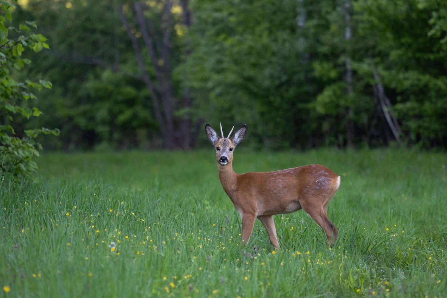 , Веревченко Михаил