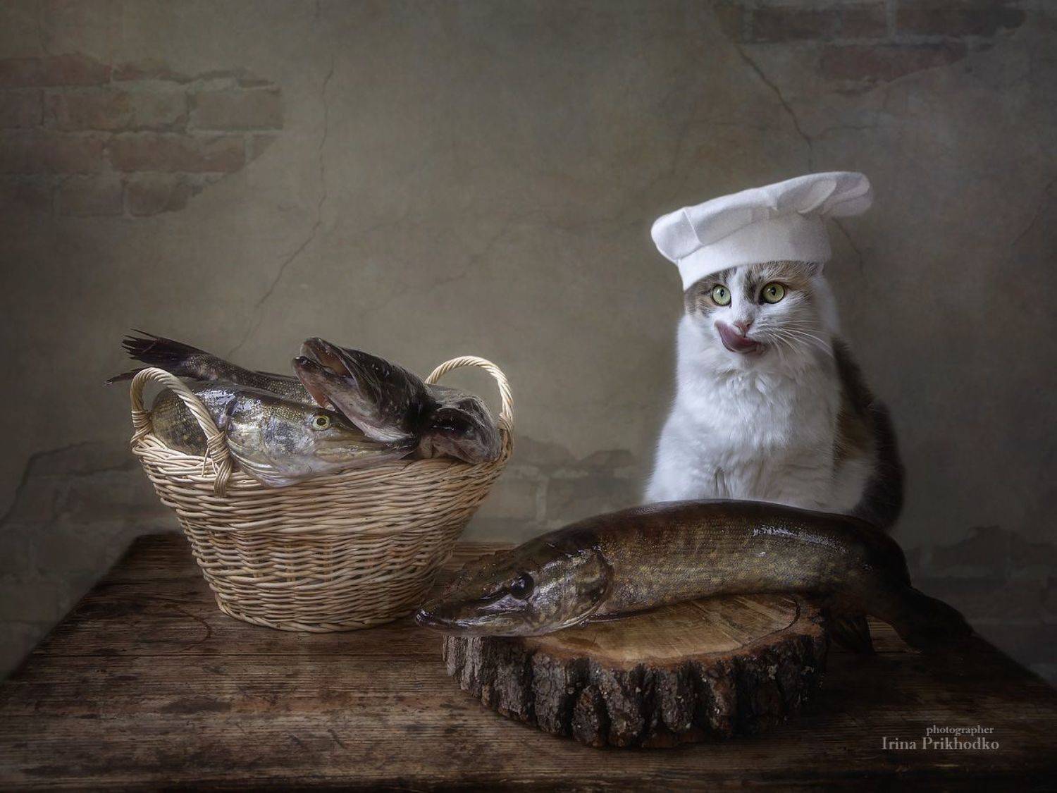 натюрморт, рыба, щуки, кошка, домашние животные, Приходько Ирина