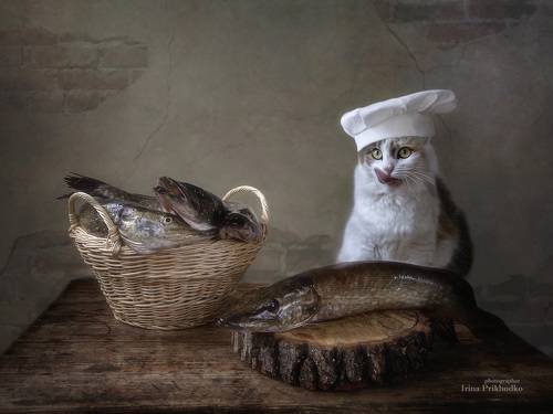 Маленький повар с большими щуками