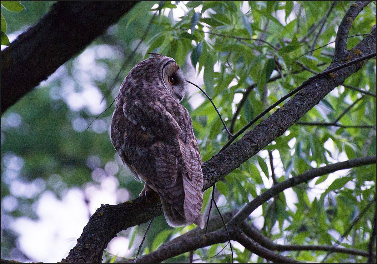 москва, парк, птица, АНАТОЛИЙ ДОВЫДЕНКО
