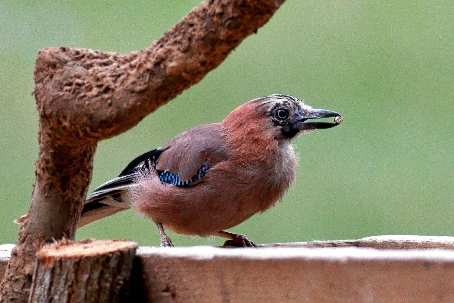 , Славов Георги
