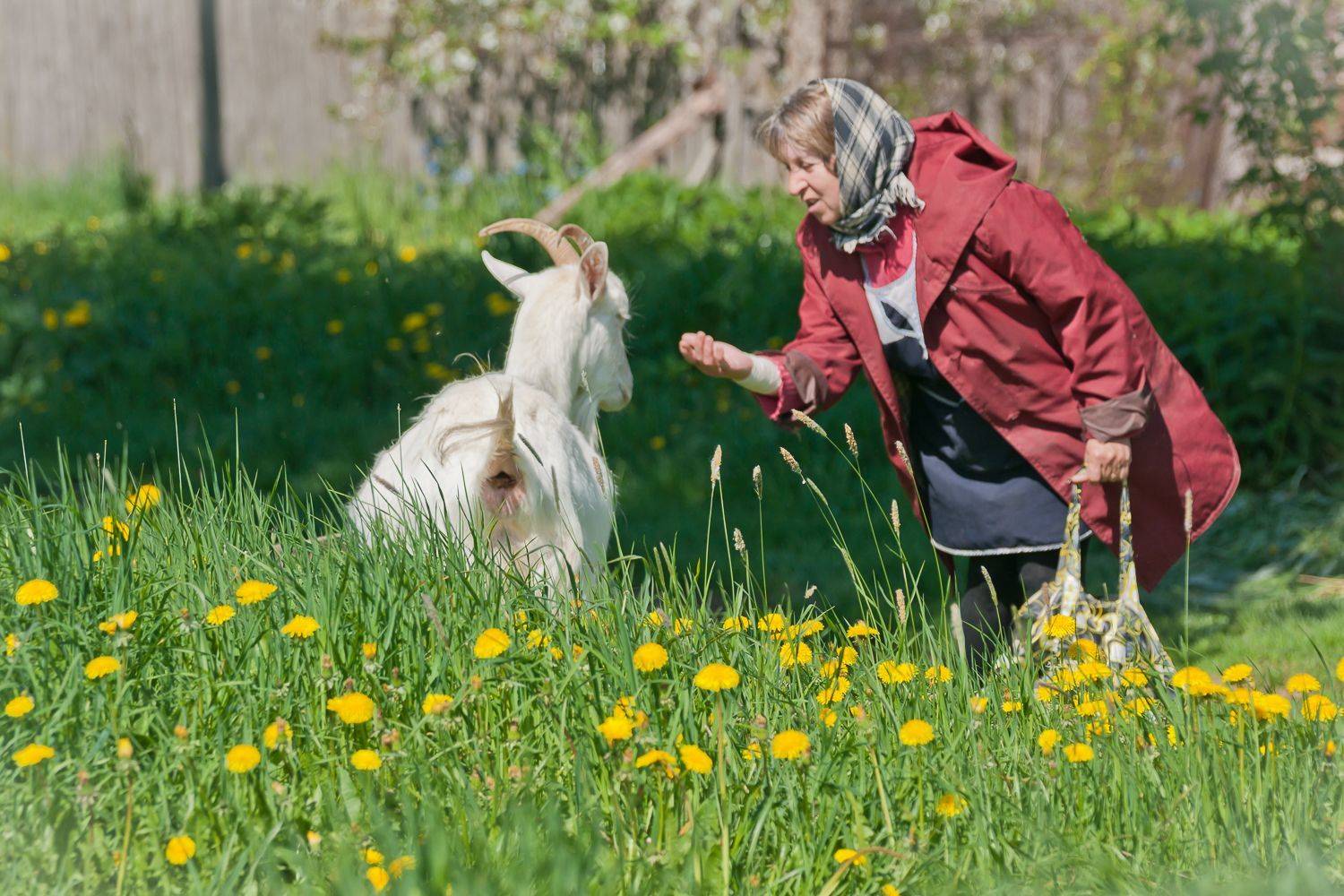 , Максимова Дария