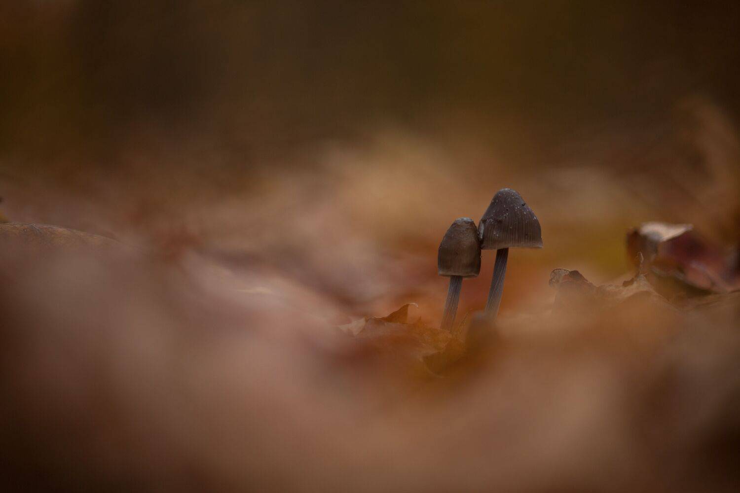 , Викулов Николай