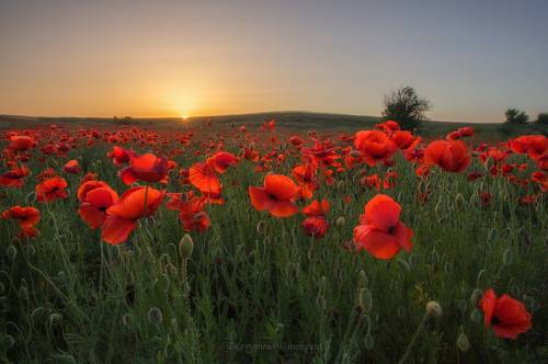 Воспоминания о лете