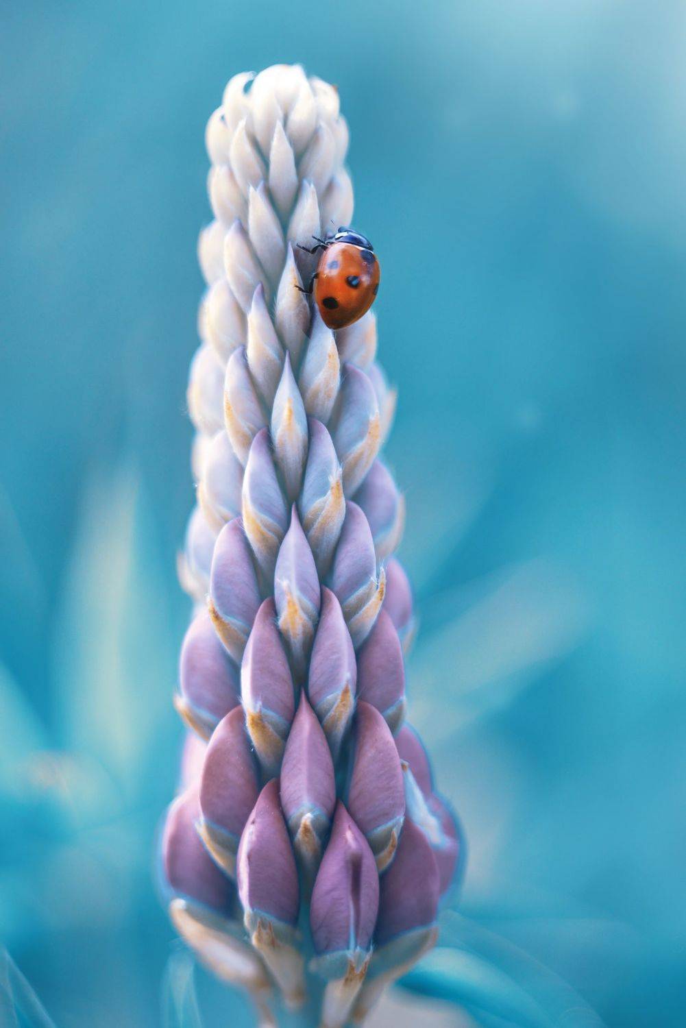 , Лапшина Владлена