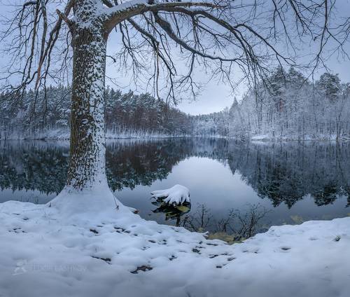 На берегу пруда