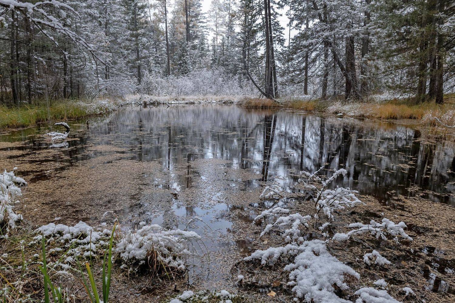 алтай, первый снег, заводь,, Марина Фомина