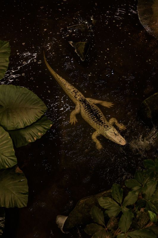 alligator du Mississippi фото превью