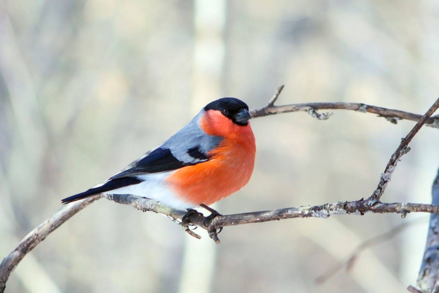 снегирь, КарОл