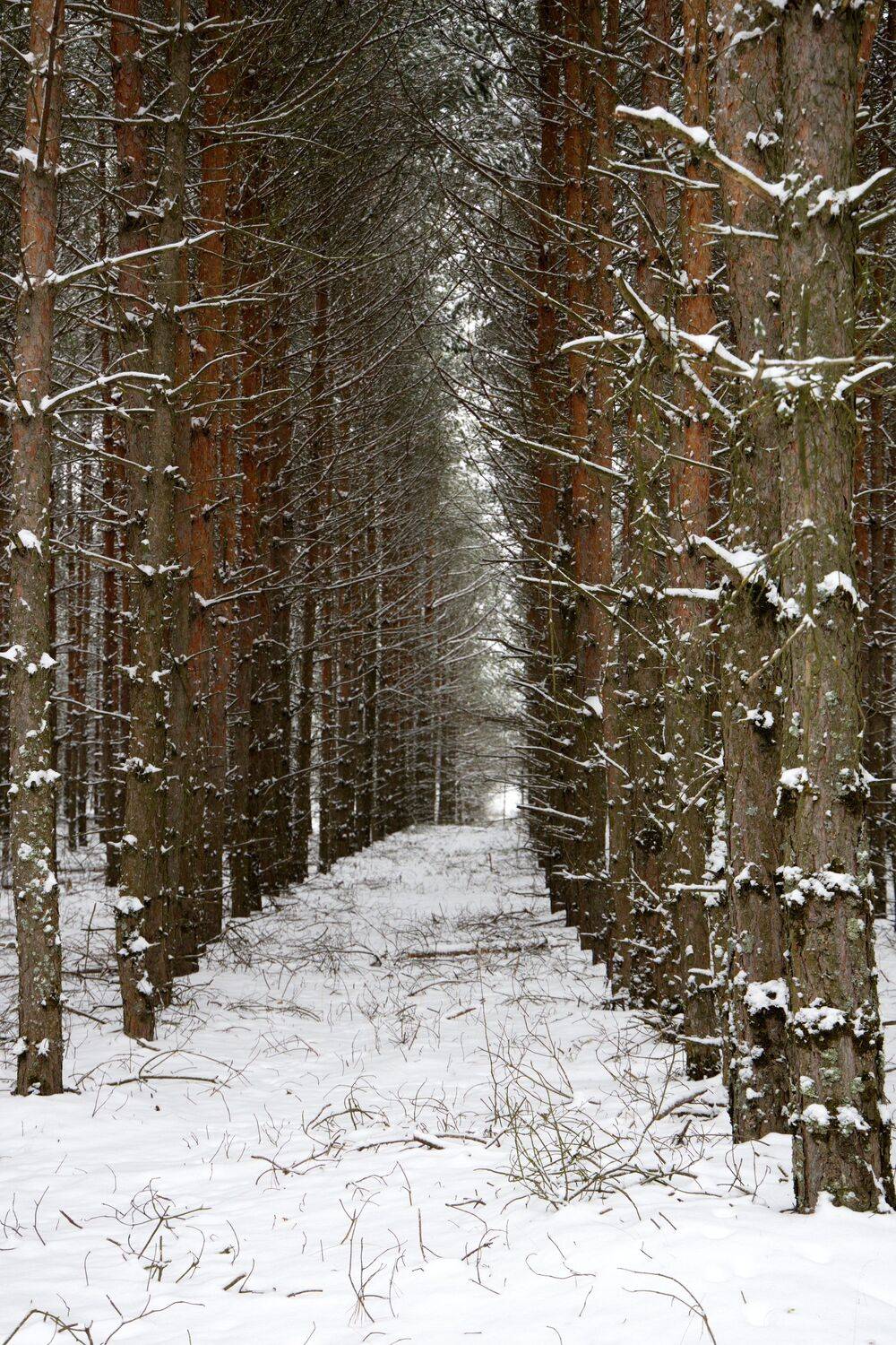 ноябрь сосны пейзаж , Елена Колосова