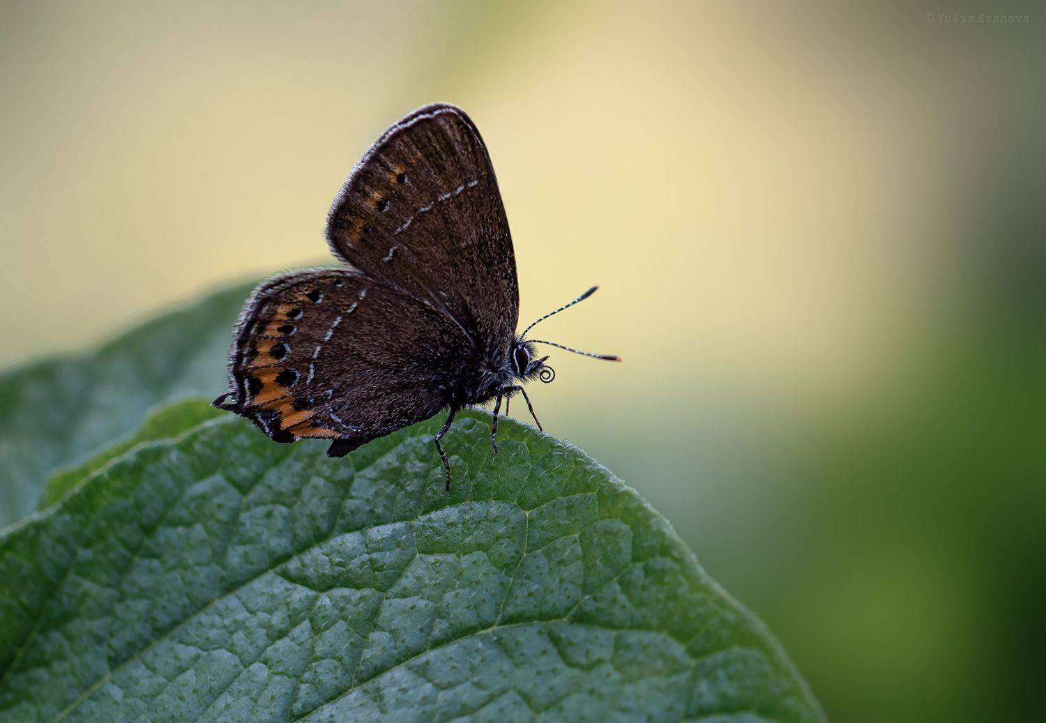 хвостатка сливовая, хвостатка, бабочка, макро, macro, Ершова Юлия