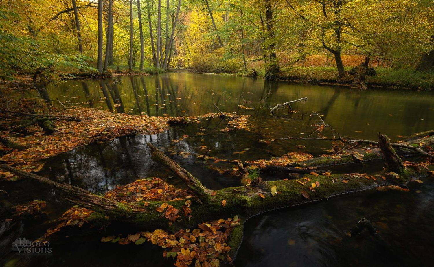 polish,forest,autumn,mood,colorful,river,woodland,woods,tree,nature,, Photo Visions