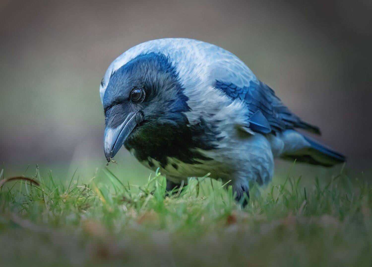 , Дэм Константин