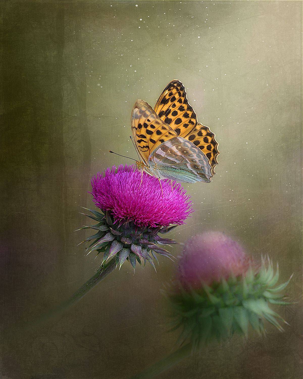 , Александр Степочкин