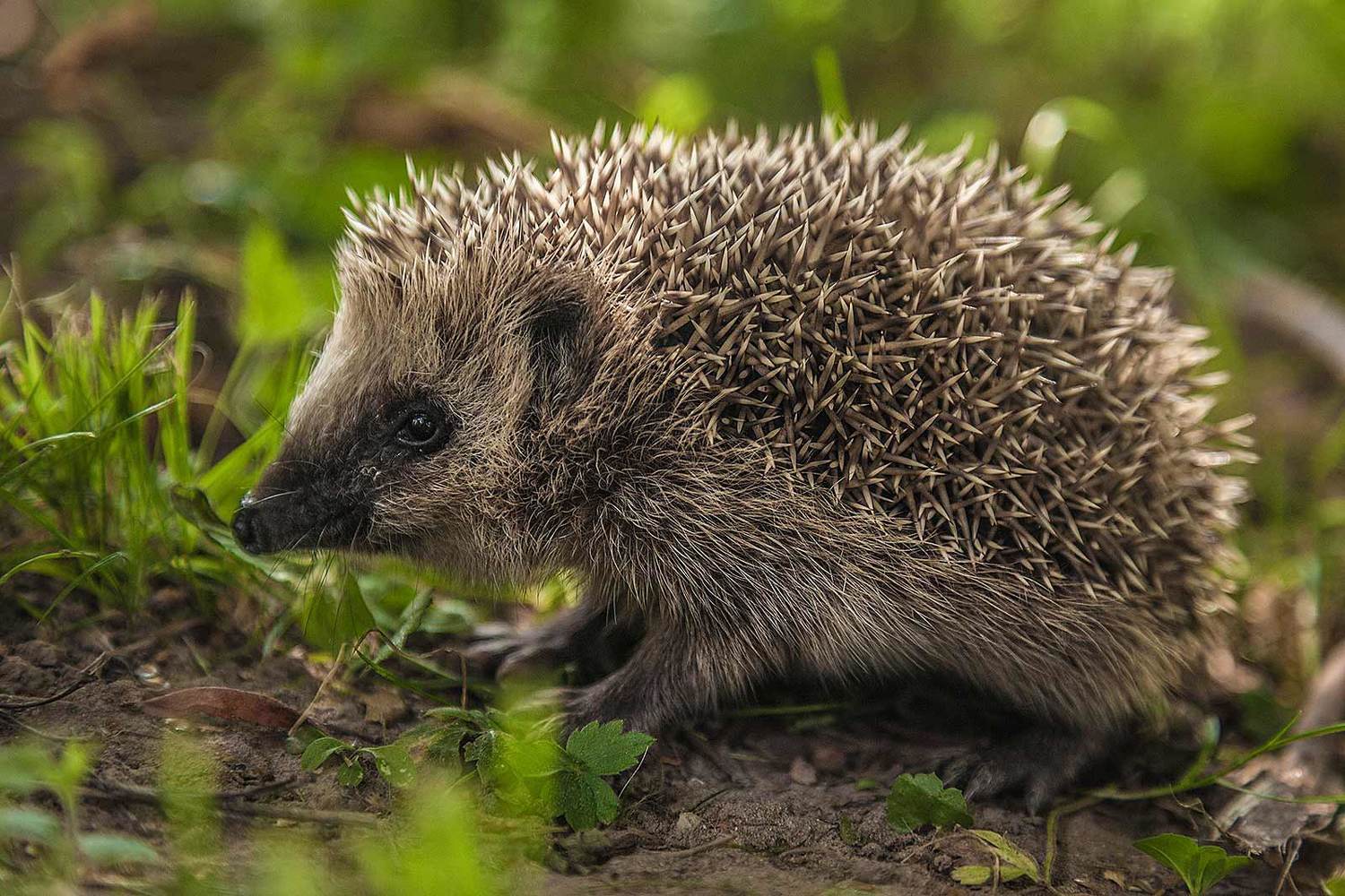 , Напалкин Станислав