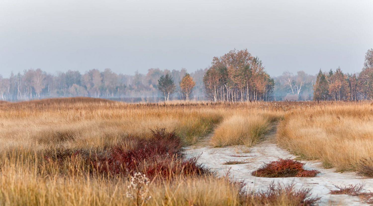 дорога, осень, утро, заказник,, Марина Мочалова