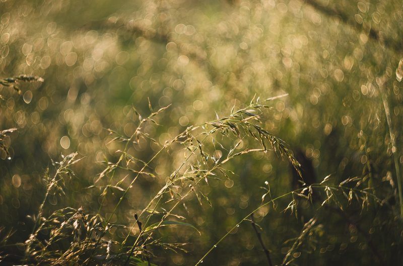 Трава, растения, капли дождя, лето, солнечный свет, природа В золотых лучах заката фото превью