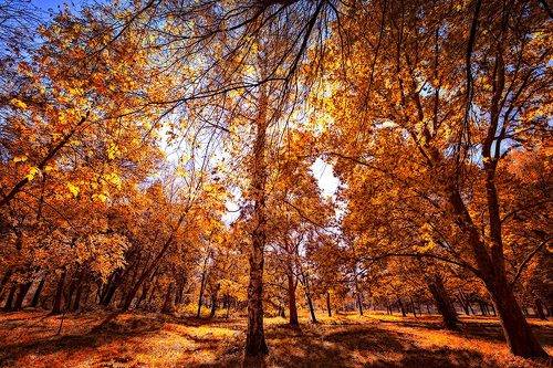 Enchanted Autumn