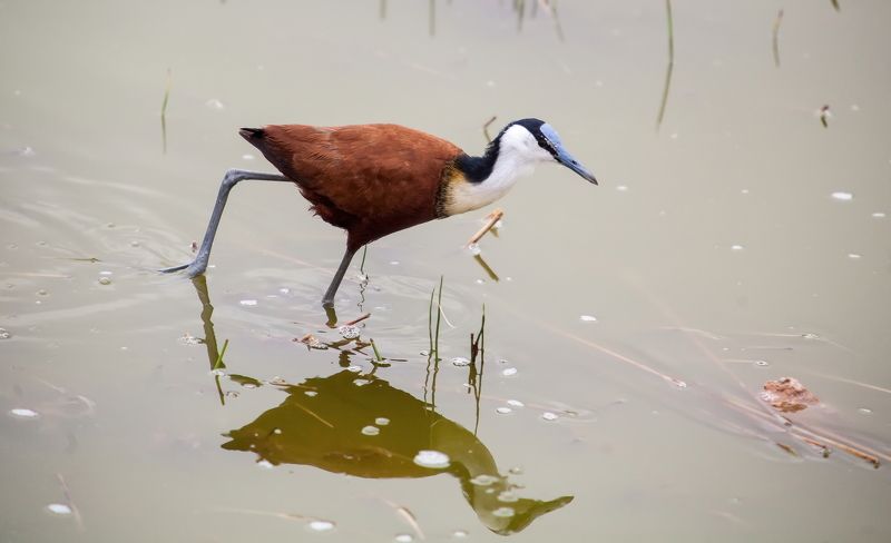 **** фото превью