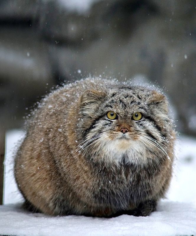 Манул фото превью