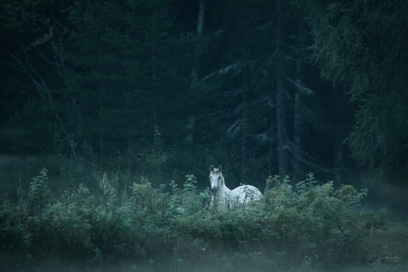 Сон в летнюю ночь фото превью