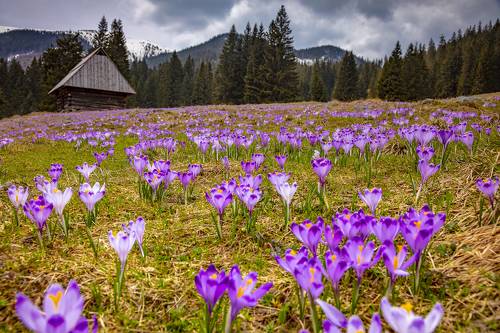 Krokusy w Dolinie Chochołowskiej, Tatra Poland