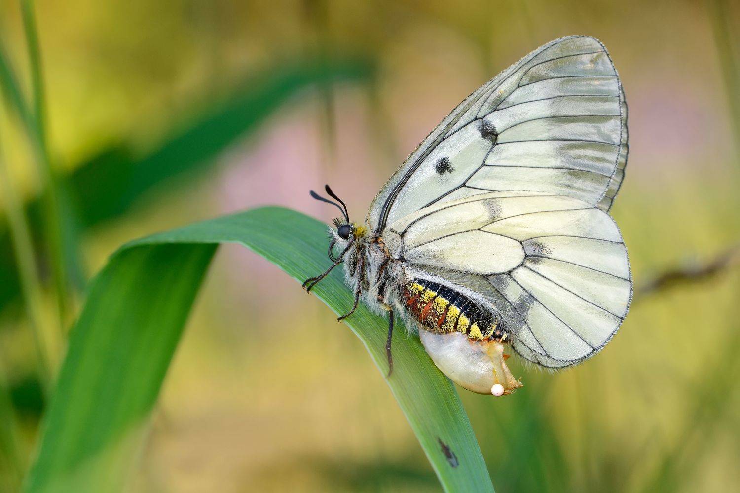мнемозина, чёрный аполлон, parnassius mnemosyne, парусники, papilionidae, бабочка, яйцо, закат, Павел Черенков
