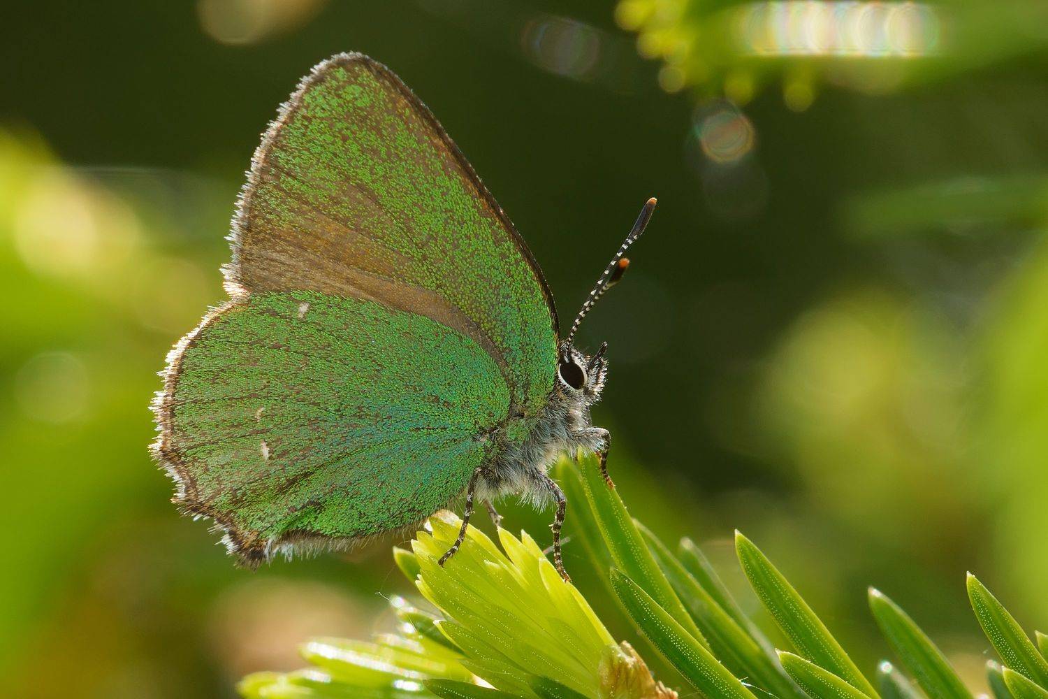 малинница обыкновенная, голубянка малинная, callophrys rubi, голубянки, lycaenidae, бабочка, ёлка, Павел Черенков