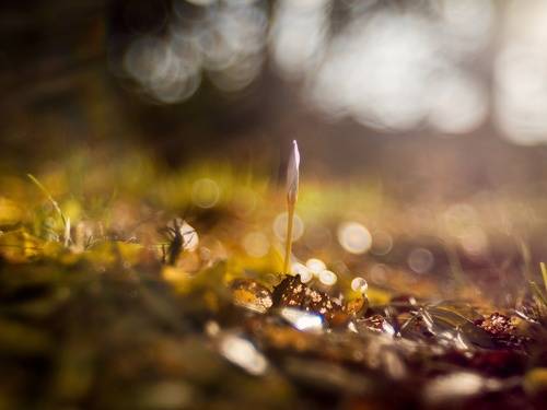 Восставшие с потоками зари, однажды против осени бессмертной.