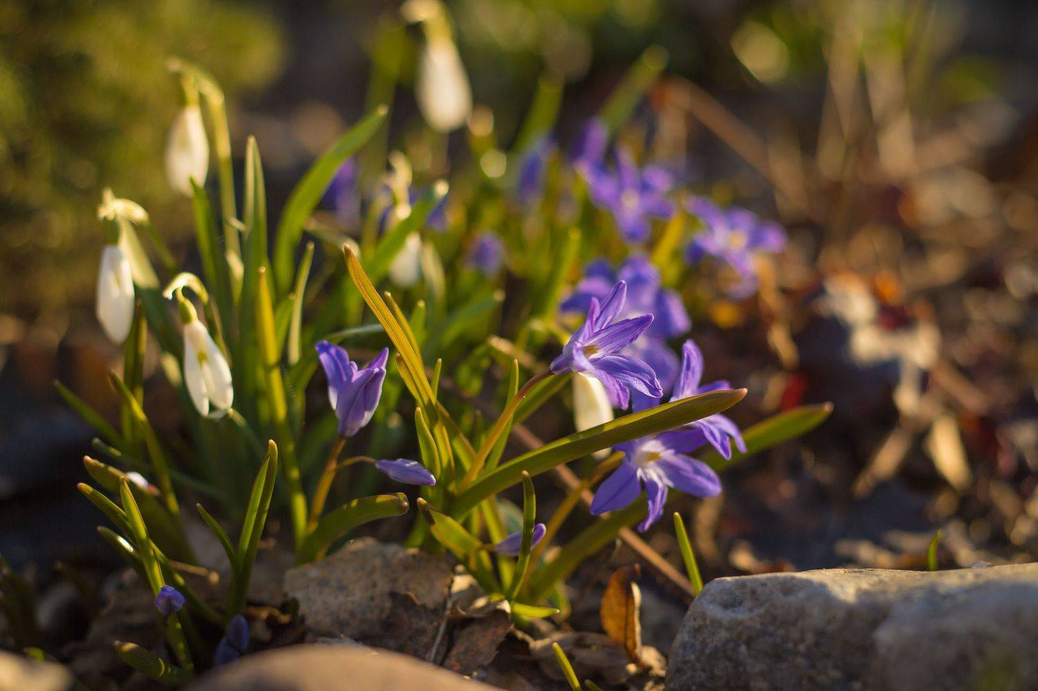пролеска, подснежники, весна, цветы, Elena Hvojnova