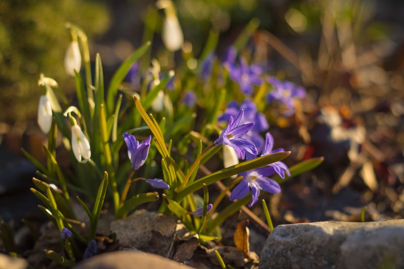 пролеска, подснежники, весна, цветы  фото превью