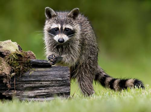 Raccoon - Енот-полоскун