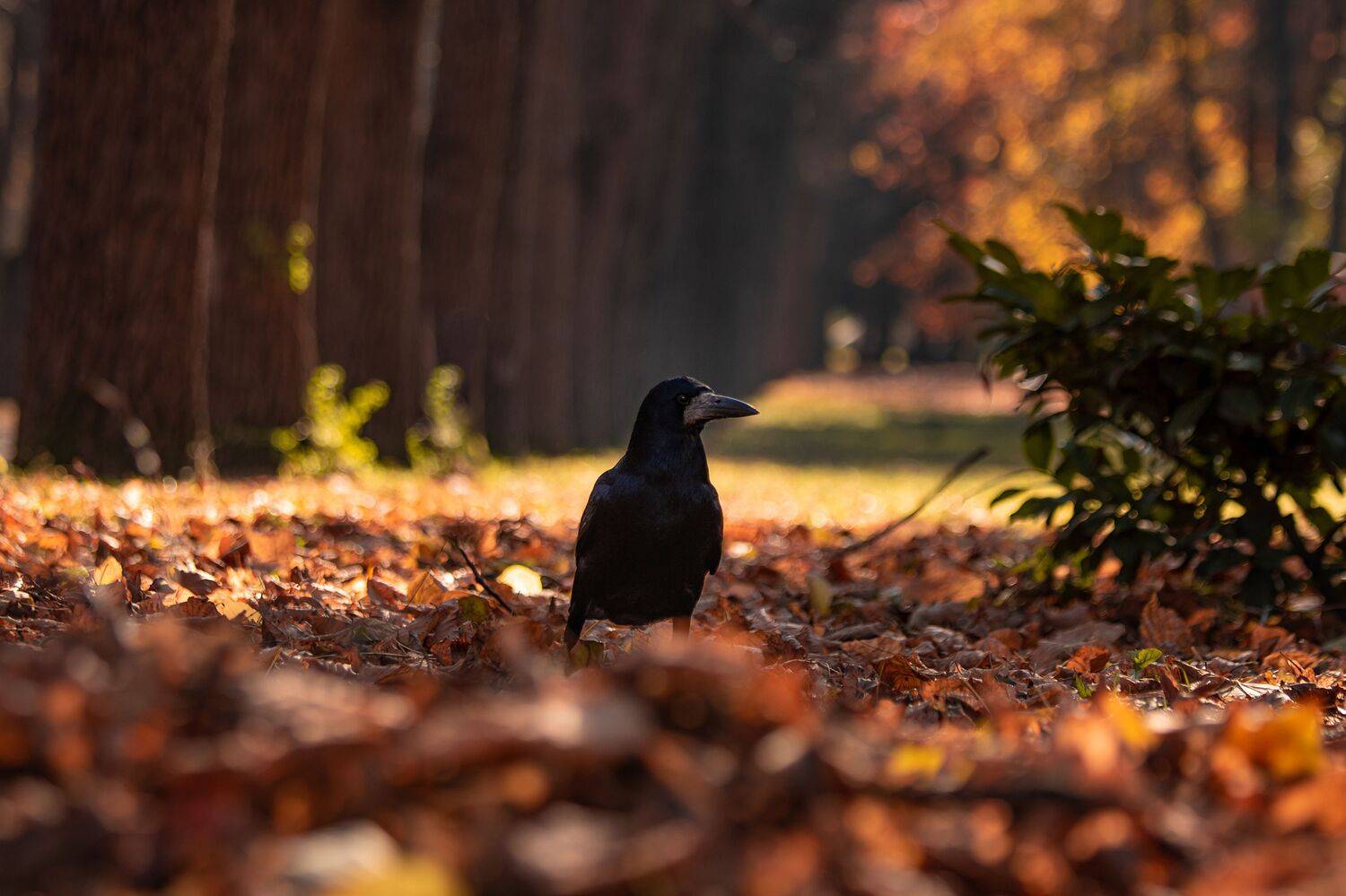 Ворон, природа,птица,парк,лес, Александр Замятин