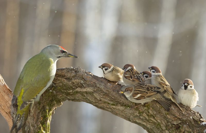 Собрание фото превью