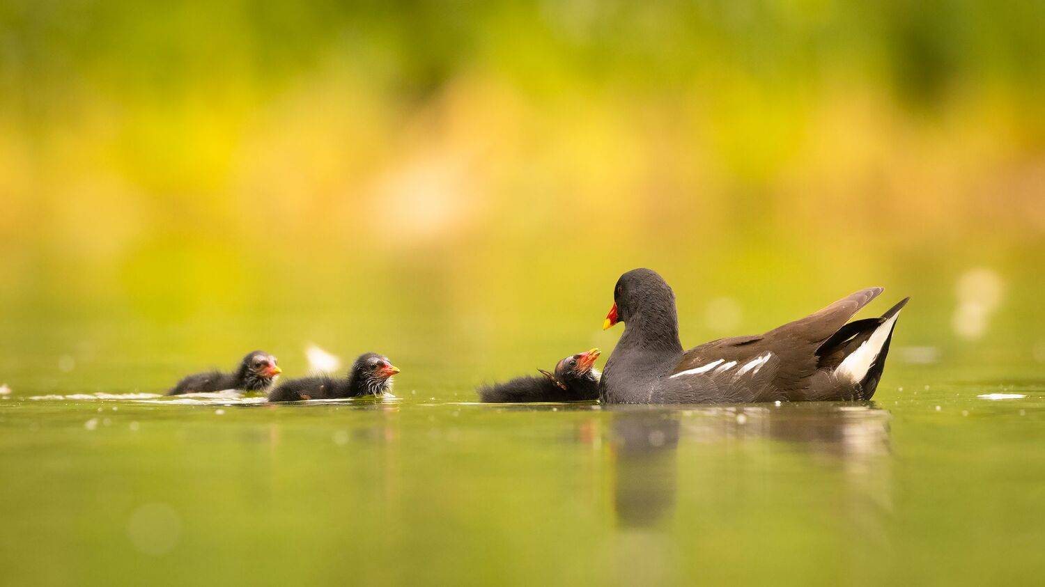 , Robert Adamec