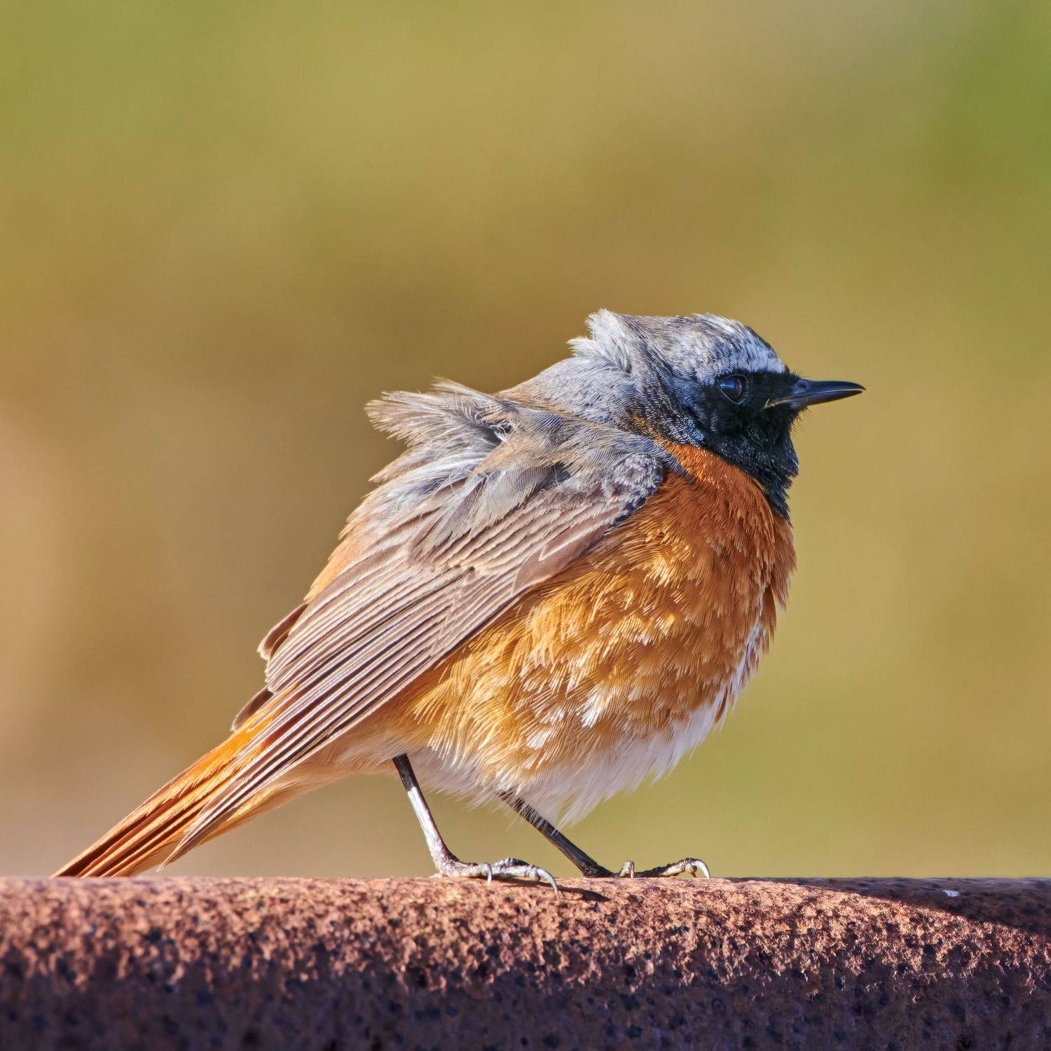 #bird #wildlife #nature #birdphotography, Александр Семенов