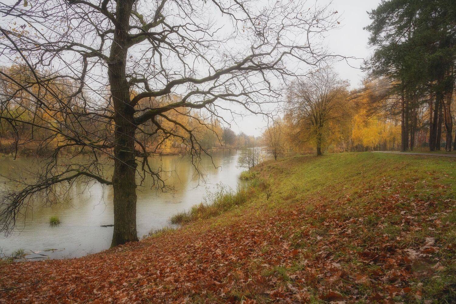 природа, осень, Московская область, Петрица, деревья, река, Мартыненко Дмитрий
