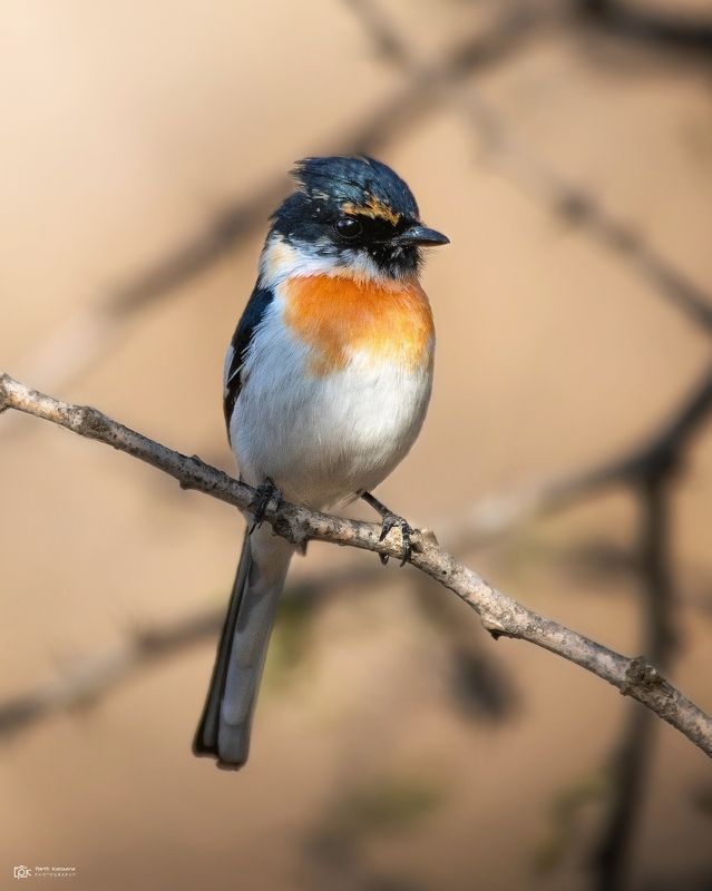 white-bellied minivet, pericrocotus erythropygius, grk, greater rann of kutch, nature, 35awards, 35photo, wildlife, birds, birds of india, parth kansara, parth kansara wildlife, indian wildlife, photo, photography, kutch, birds of kutch, nakhatrana, kutch White-bellied Minivet (Pericrocotus erythropygius) фото превью