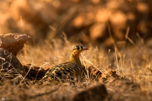 Painted Sandgrouse (Pterocles indicus)
