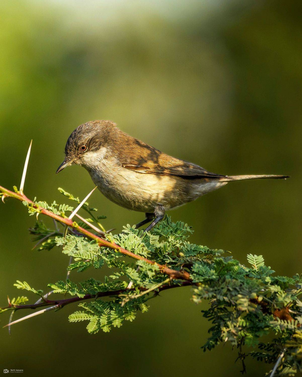 lesser whitethroat, curruca curruca, grk, greater rann of kutch, nature, 35awards, 35photo, wildlife, birds, birds of india, parth kansara, parth kansara wildlife, indian wildlife, photo, photography, kutch, birds of kutch, nakhatrana, kutch wildlife,, kansara parth