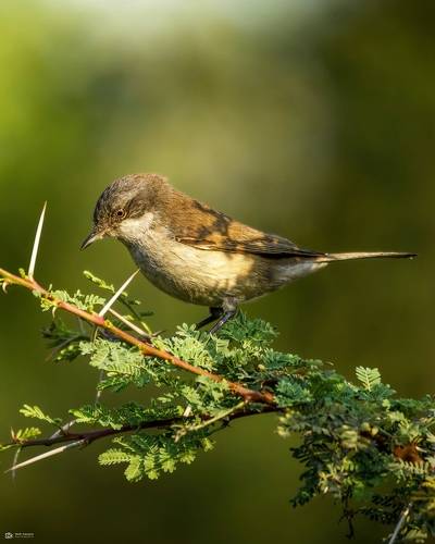 Lesser Whitethroat (Curruca curruca)