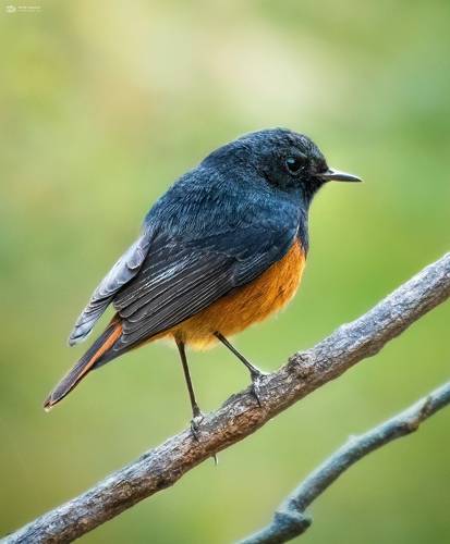 Black Redstart (Phoenicurus ochruros)