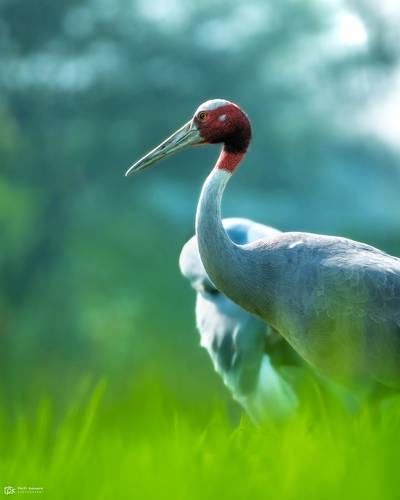 Sarus Crane (Antigone antigone)