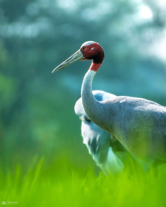 sarus crane, antigone antigone, grk, greater rann of kutch, nature, 35awards, 35photo, wildlife, birds, birds of india, parth kansara, parth kansara wildlife, indian wildlife, photo, photography, kutch, birds of kutch, nakhatrana, kutch wildlife, Sarus Crane (Antigone antigone) фото превью