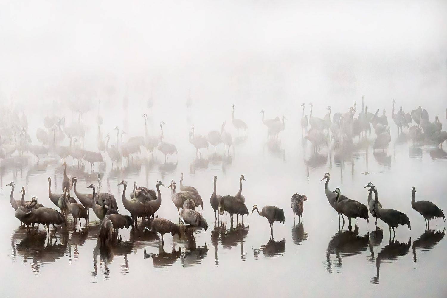 , Шварцман Евгений